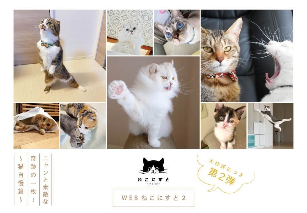 【自粛疲れは「ねこ」で癒やし！】大好評第２弾「WEBねこにすと〜ニャンと素敵な奇跡の一枚！〜」がスタート！