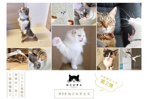 【自粛疲れは「ねこ」で癒やし！】大好評第２弾「WEBねこにすと〜ニャンと素敵な奇跡の一枚！〜」がスタート！