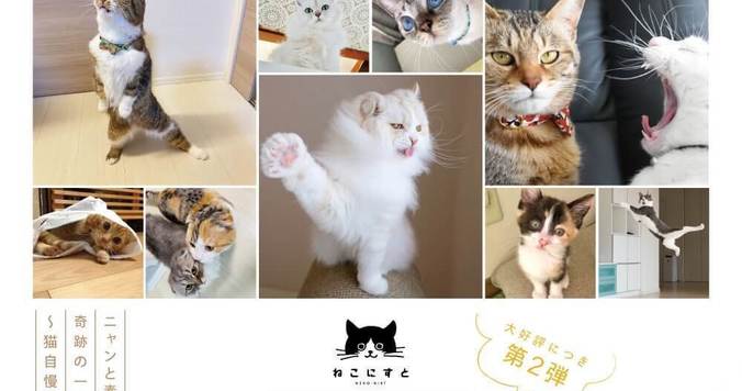 【自粛疲れは「ねこ」で癒やし！】大好評第２弾「WEBねこにすと〜ニャンと素敵な奇跡の一枚！〜」がスタート！