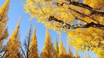 【終了しました】札幌DRESS部企画「スマホで秋景色を撮影！ 私の知らない秋の北大」