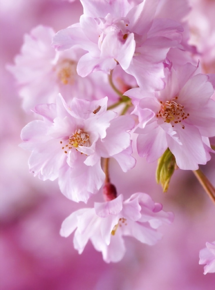 【終了しました】桜の季節はもうすぐ！ ロングドレス部企画「ロングドレスお花見パーティ」