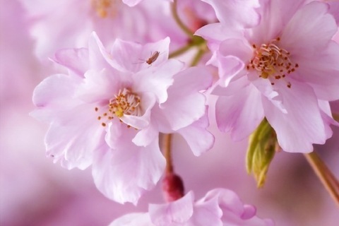 【終了しました】桜の季節はもうすぐ！ ロングドレス部企画「ロングドレスお花見パーティ」
