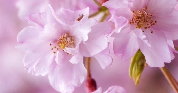 【終了しました】桜の季節はもうすぐ！ ロングドレス部企画「ロングドレスお花見パーティ」