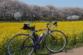 【終了しました】サイクル部企画「春の風を感じる、江戸川女子会Ride」