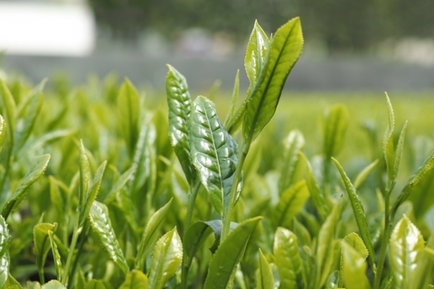 日本茶美容を始めるなら今！新茶で春の不調を内側からケア。 満木葉子の日本茶美容#2