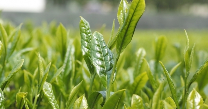 日本茶美容を始めるなら今！新茶で春の不調を内側からケア。 満木葉子の日本茶美容#2