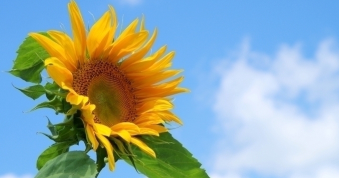 さよならSMAP……私たちは「世界に一つだけの花」を忘れない