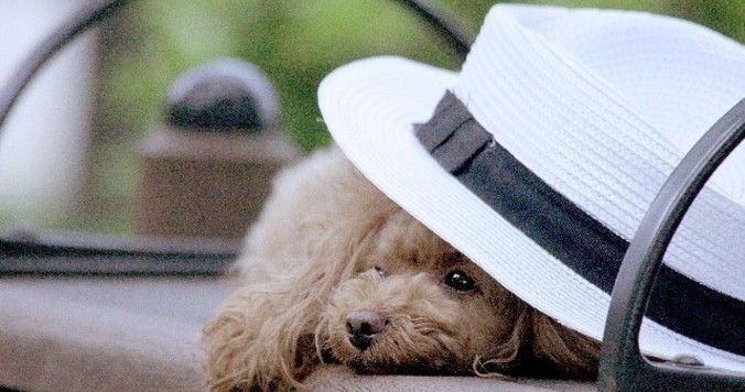 会話の多い夫婦は長続きする。ブラピ＆アンジー共演映画「白い帽子の女」を観て考えたこと