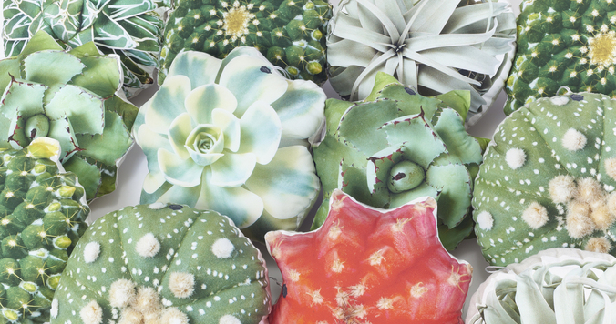 多肉植物×クッション「たにくっしょん®」がかわいすぎる