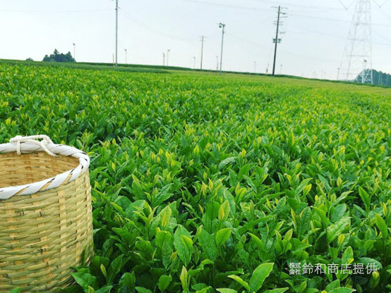 お茶の都静岡から。急須の中にサードプレイス