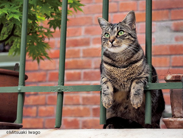 岩合光昭 ねこの写真展 年末年始開催のご案内