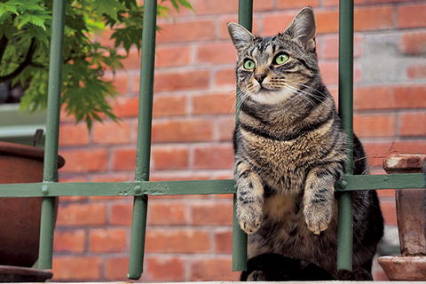 岩合光昭 ねこの写真展 年末年始開催のご案内