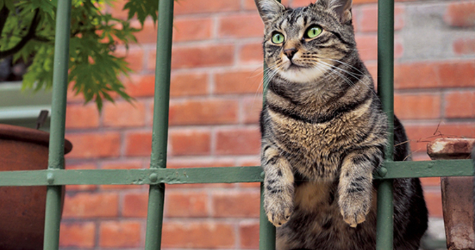 岩合光昭 ねこの写真展 年末年始開催のご案内