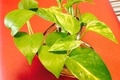 【インテリア】グリーンで心を癒す！観葉植物の配置方法（室内編）