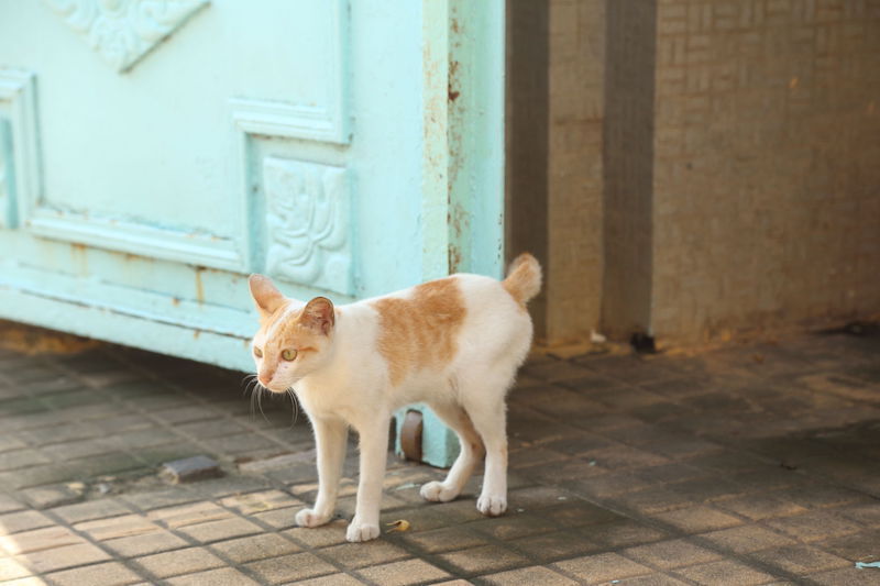 帰国前、プノンペンにて。カンボジアの豊かな文化を感じる