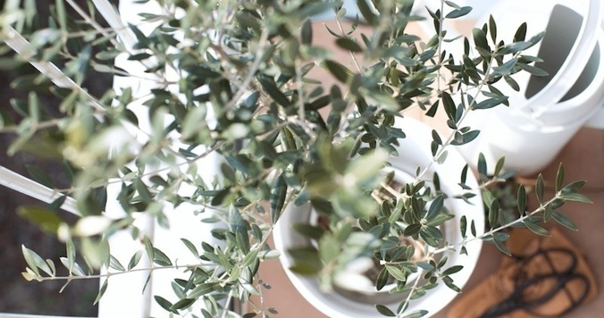 室内に植物を置いて、風水の恩恵を受けよう