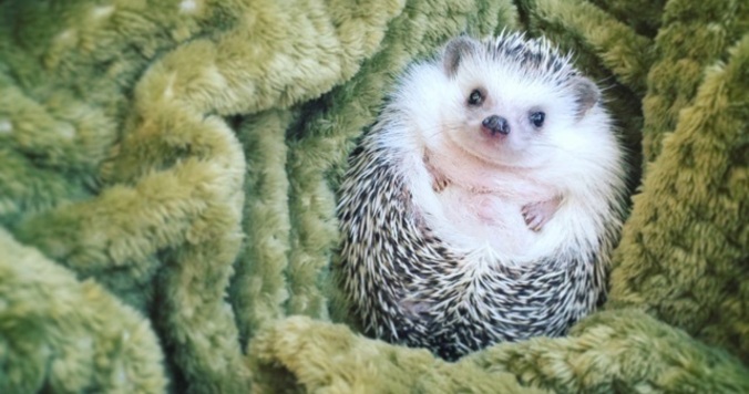 「まるっと小動物展」が３月17日より浅草橋で開催。丸みがかわいすぎる！