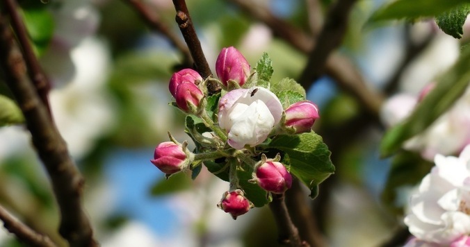 『赤毛のアン』という物語が教えてくれた心の痛みの癒し方