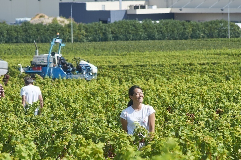 フランスでワインの名門ドメーヌ５代目当主となった日本人女性・ビーズ千砂さんの挑戦