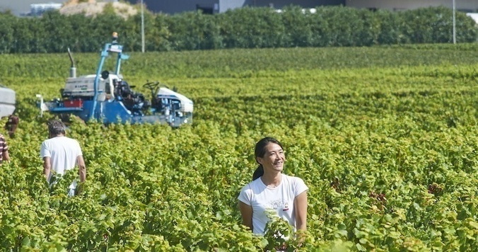 フランスでワインの名門ドメーヌ５代目当主となった日本人女性・ビーズ千砂さんの挑戦