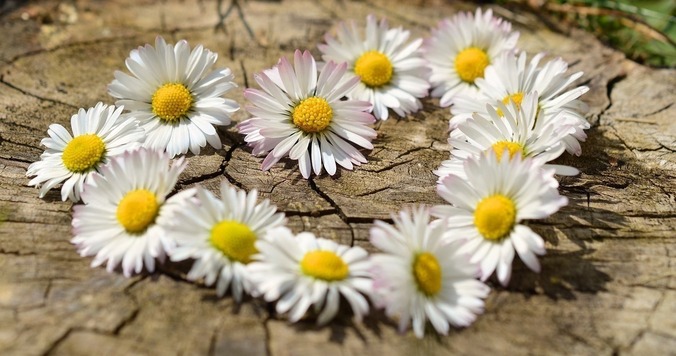 絵本作家ターシャ・テューダーの「喜び」を見つめる生き方