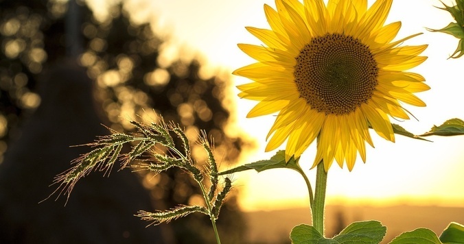 旅するように読む。ワーママ・イラストレーターの本棚【本棚百景#８】