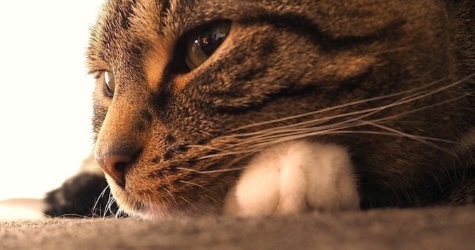 『100万回生きたねこ』を読んで、チェコで模索する自分と重ね合わせました