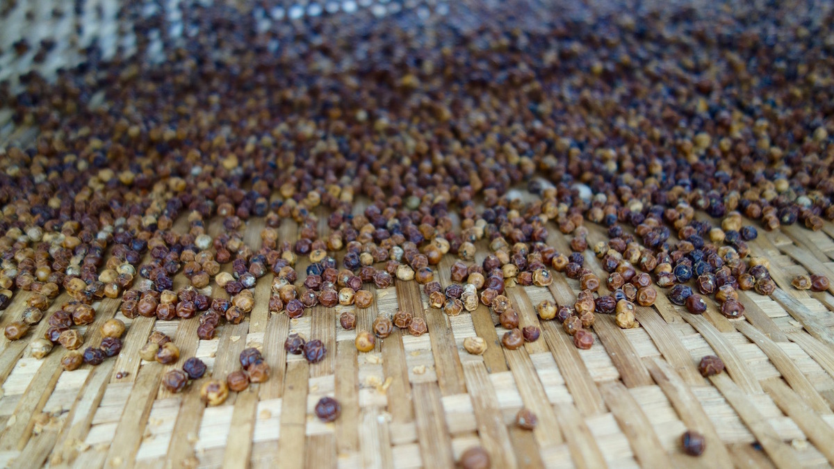 カンボジアの胡椒は世界一の美味しさ。知ってほしいカンポット・ペッパーの魅力