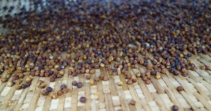 カンボジアの胡椒は世界一の美味しさ。知ってほしいカンポット・ペッパーの魅力