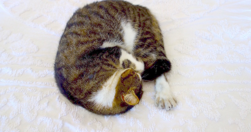幸運を呼ぶ!? ヘミングウェイ家の6本指の猫たち