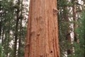 「こじゃれた巨木の会」発足