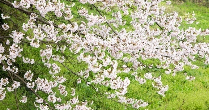 幸運を倍増させる？　風水的花見術のすすめ