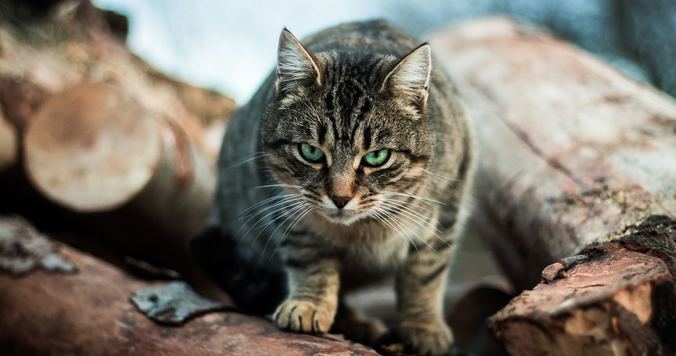 「イヤです」と言う力