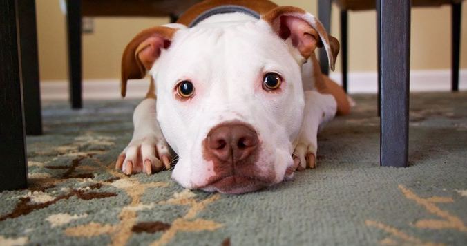 【心理テスト】一途さを表す「犬っぽさ」診断