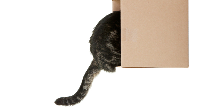 猫用こたつ「じゃないほう」に入り込む猫が可愛すぎて話題に