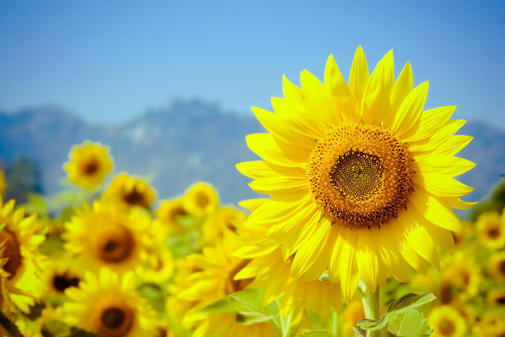 キンプリ高橋海人が少女漫画家デビュー! 驚きと称賛の声続出