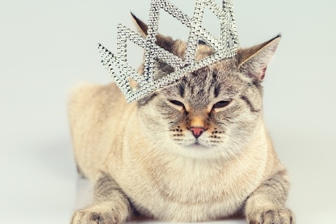 【心理テスト】あなたの中に眠る「女王様気質」を診断