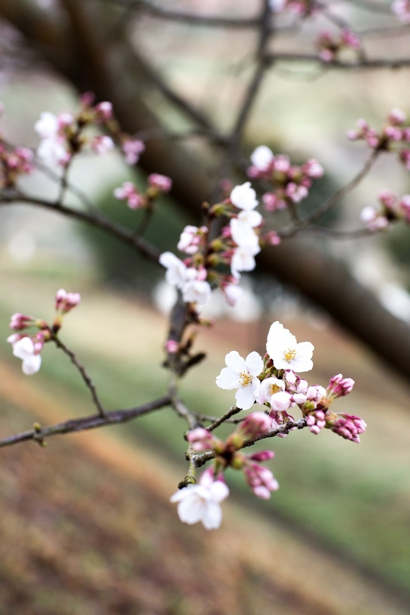 桜のつぼみ