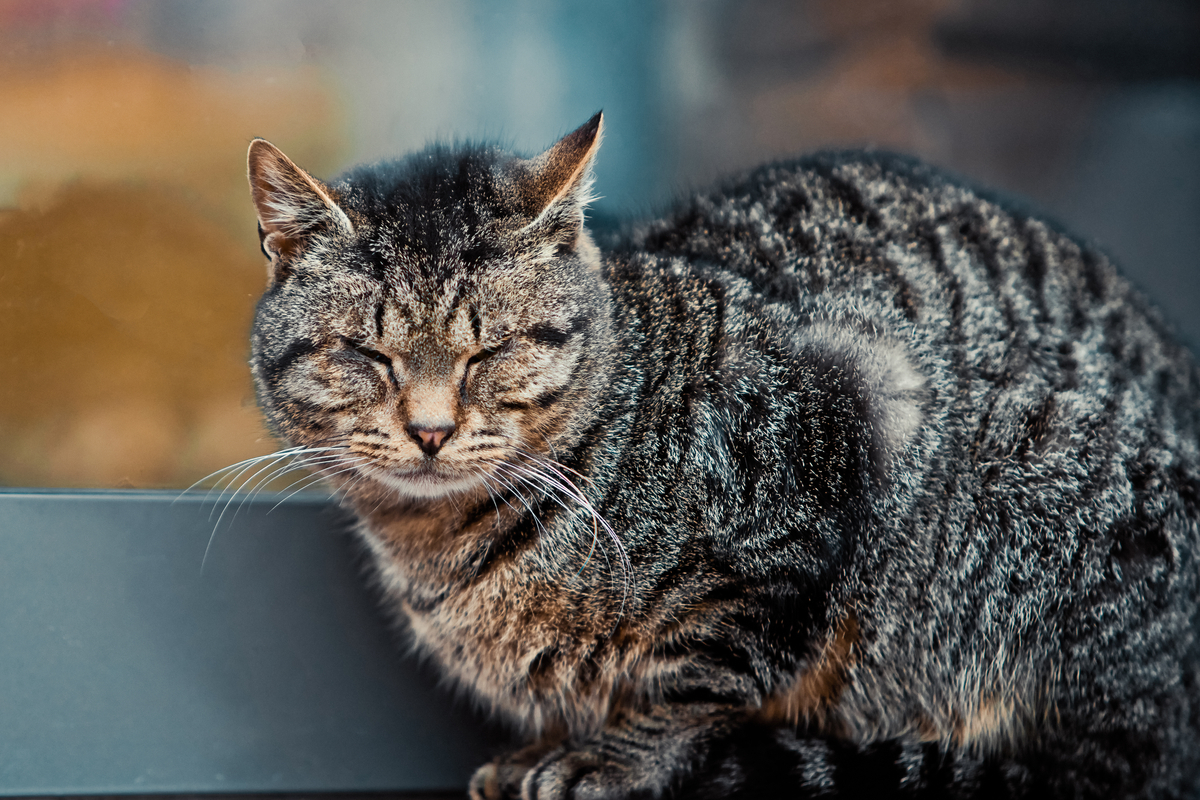 １．飼ってるペットが自分から逃げる夢