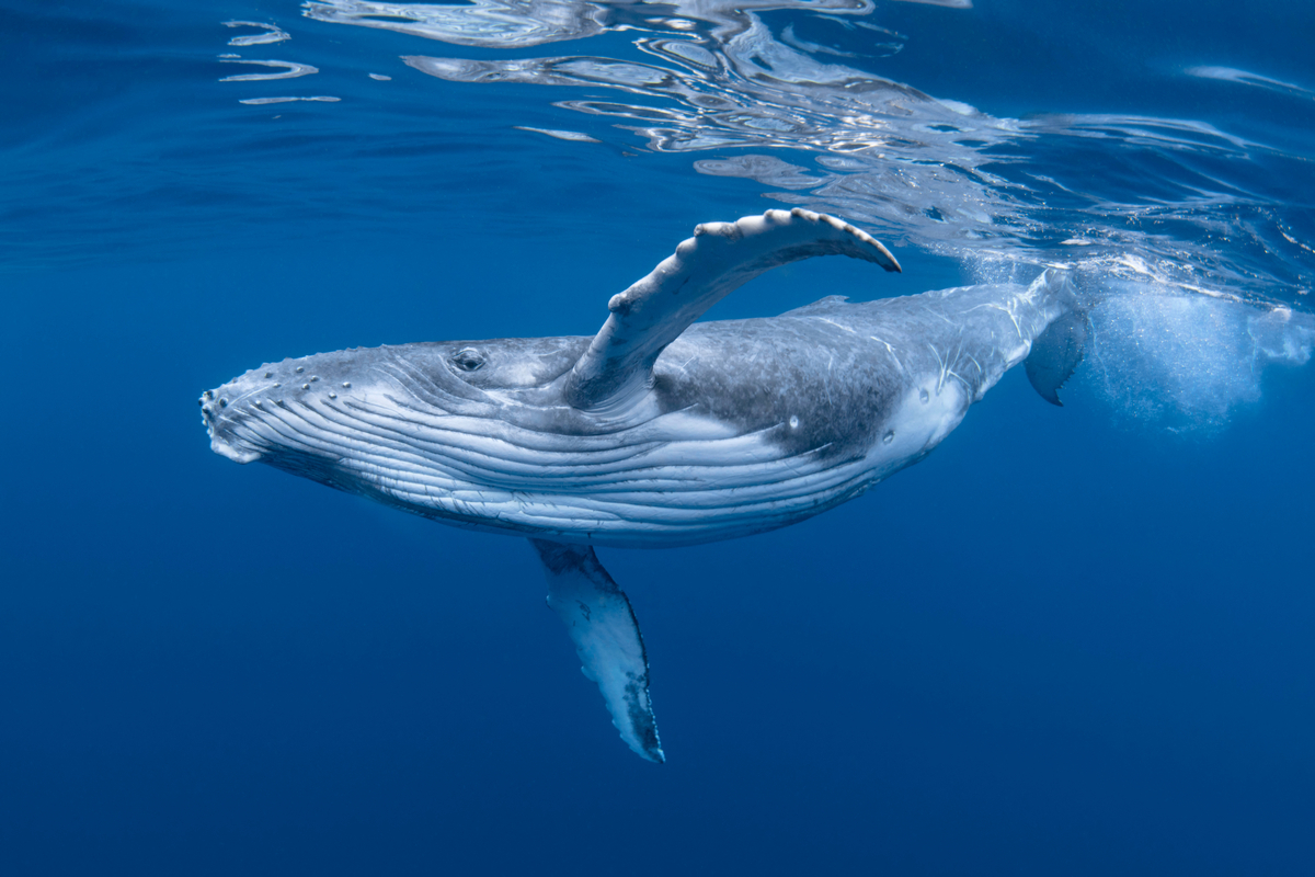 ２．クジラが出てくる夢