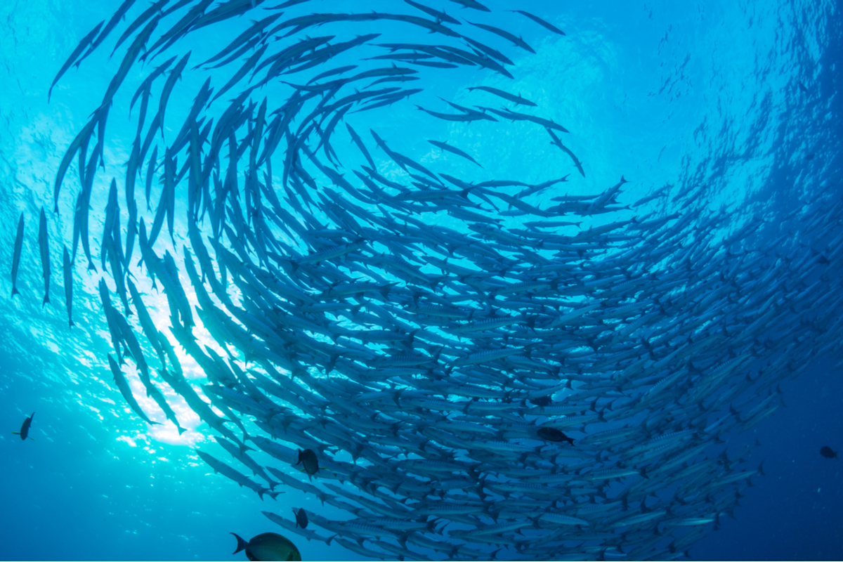 ３．魚の大群が出てくる夢