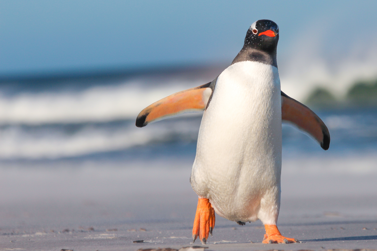 ９．ペンギンが出てくる夢