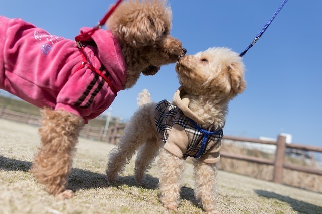 今は犬の散歩が趣味です……犬連れの女の子を見るのも